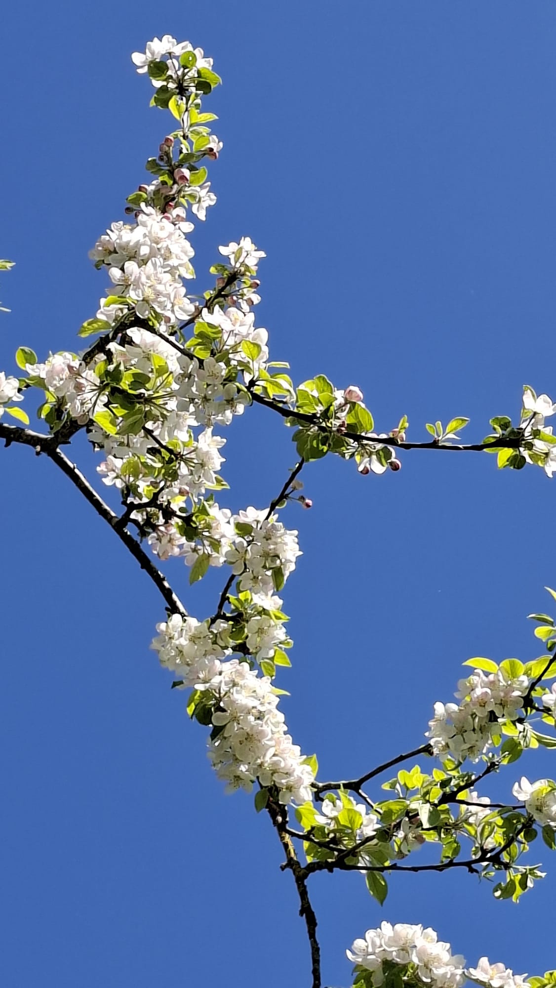 Apfelblütenzweig vor blauem Himmel